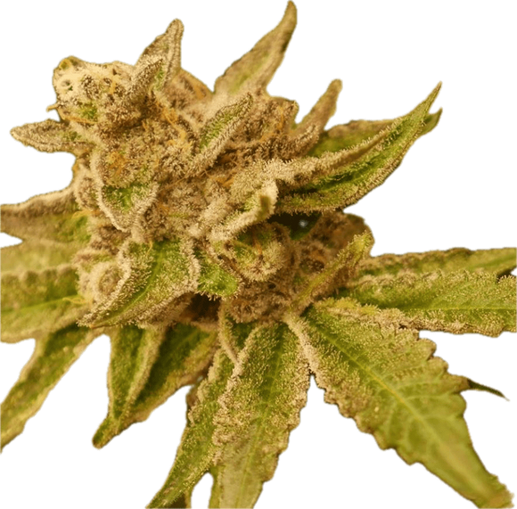 Emergenc Clone