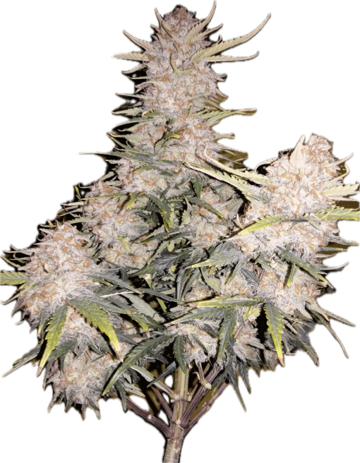 Empress #2 Clone