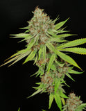 Mass Medical Strains Triangle Pupil