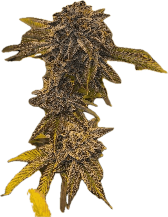 Forbidden Fruit  Clone