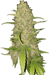 Frosted Gelato Clone