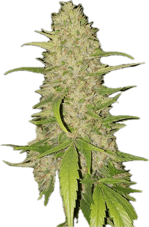 Frosted Gelato Clone