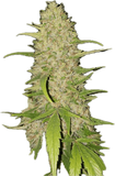 Frosted Gelato Clone