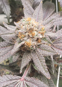 Frozen Runtz Clone
