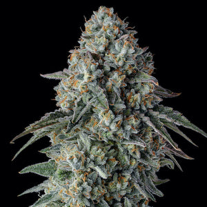 G Code Clone