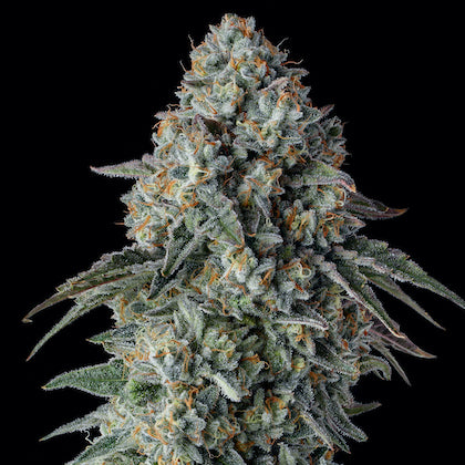 G Code Clone