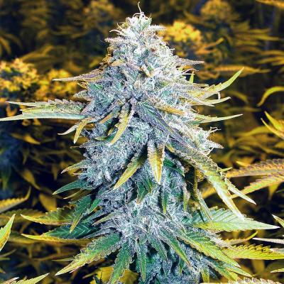 Sour Candy Clone