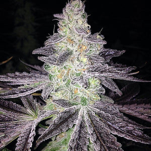 Mendo Breath Clone