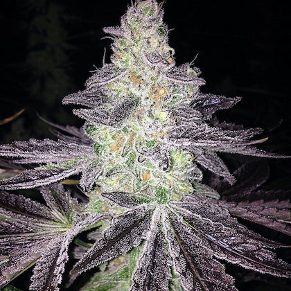 Mendo Breath Clone