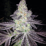Mendo Breath Clone