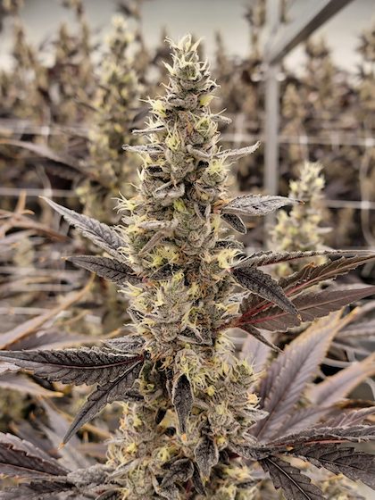 Garlic Breath Clone