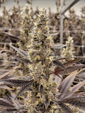 Garlic Breath Clone