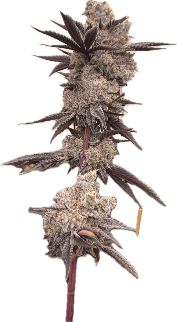 Gasonade Clone
