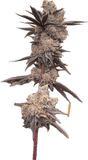 Gasonade Clone