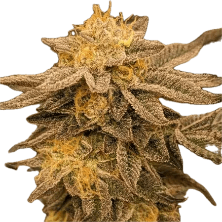 Gelato Mintz Clone