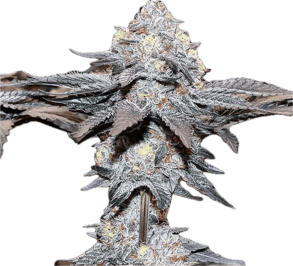 Gelato #41