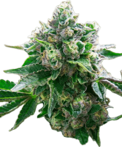 Gelato Pop Clone