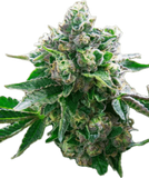 Gelato Pop Clone