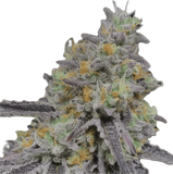 Gelatti Clone