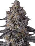 Glitter Bomb Clone