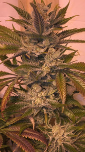 Narco Clone