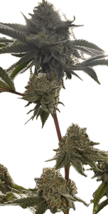 Grass Valley Girl Clone