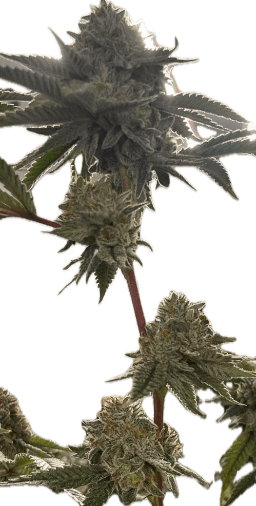 Grass Valley Girl Clone