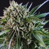 Grease Monkey Clone