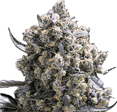 Green Crack Clone
