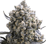 Green Crack Clone