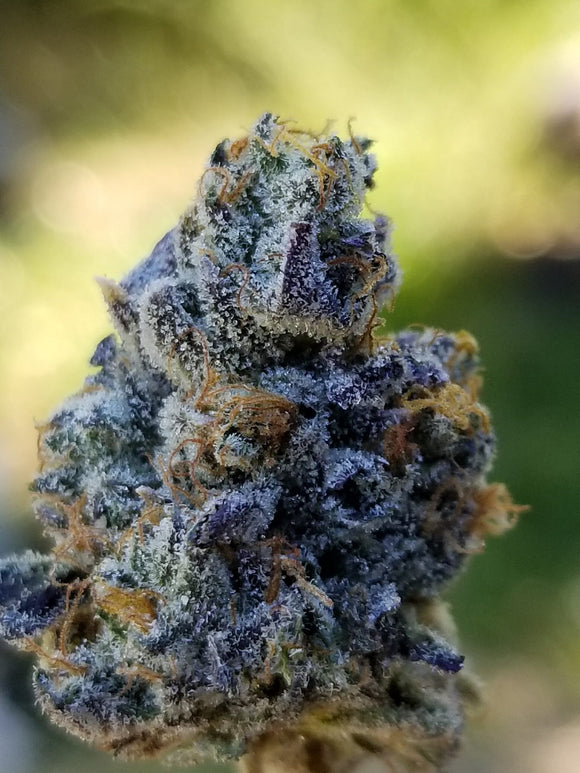 Hawaiian Snow Cone Clone
