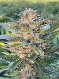 High Fructose Corn Syrup Clone