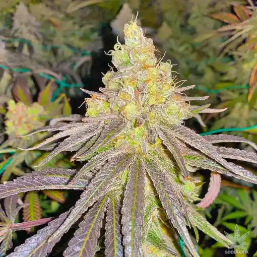 Haze Clone