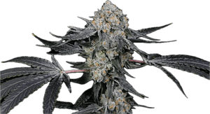 High Society Clone