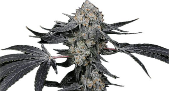 High Society Clone