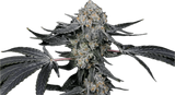 High Society Clone