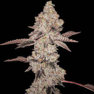 Agua Bendita "Holy Water" Clone