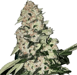 Hunza Valley Clone