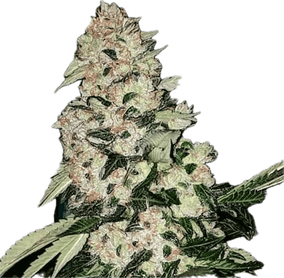 Hunza Valley Clone