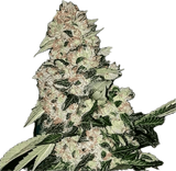 Hunza Valley Clone
