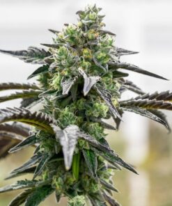 Tropicana Muffin Clone