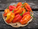 Pepper - Habanero Orange Pepper Seeds