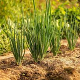 Onion - Evergreen Bunching Scallion Seed