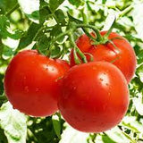 Tomato - Ace 55 Tomato Seed