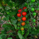 Tomato - Sweetie Cherry Tomato Seed