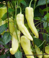 Pepper - Sweet Banana Pepper Seed