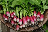 French Breakfast Radish Seed