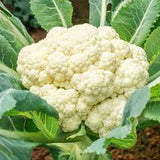 Snowball Cauliflower Seed