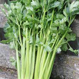 Celery - Tall Utah Celery Seed