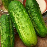 Cucumber - Boston Pickling Cucumber Seed